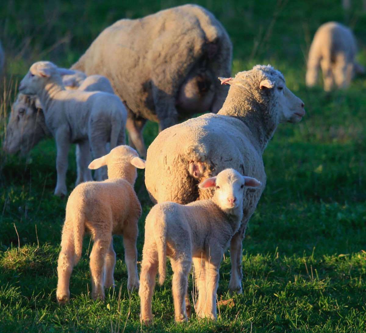 Merino-ewe-and-twins