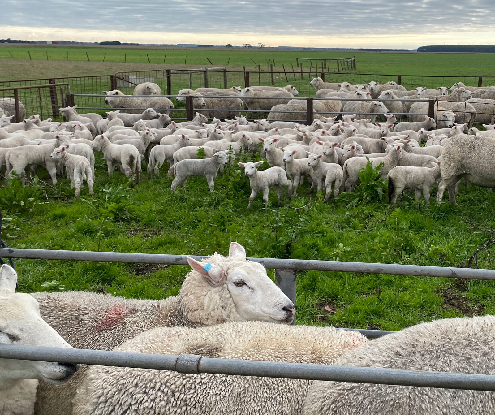 Pen of texel lambs