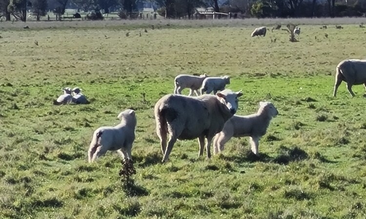 Ewe with pairs of twins