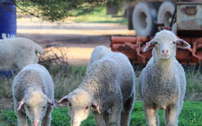 Regulin improves quality of colostrum and redox status of lambs until weaning